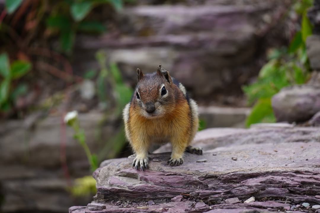 Golden-mantled Ground Squirrel