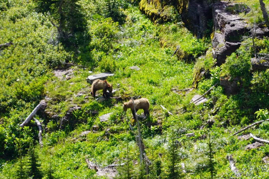 Grizzly Cubs
