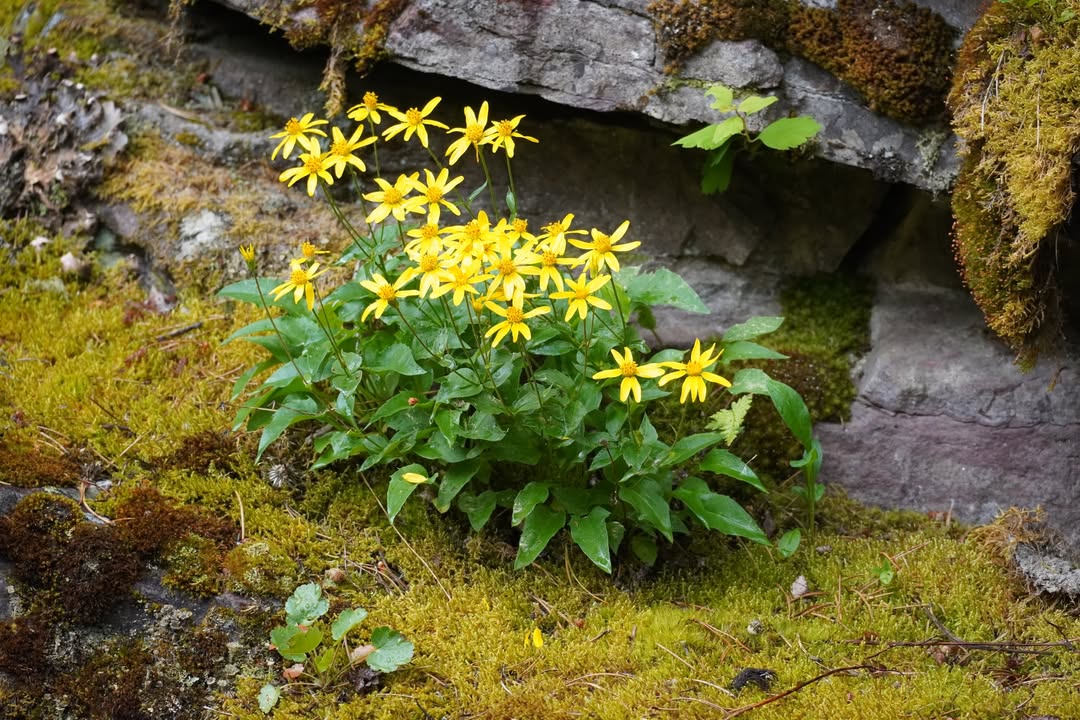 Heartleaf Arnica