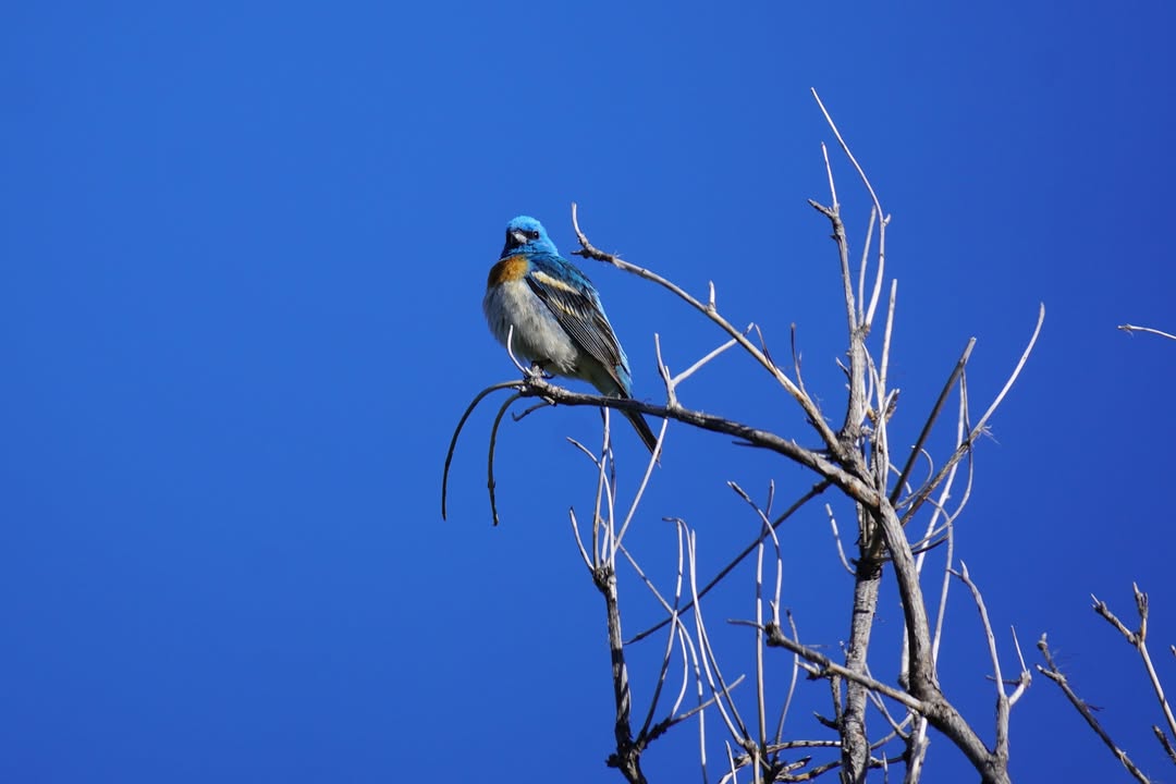 Lazuli Bunting