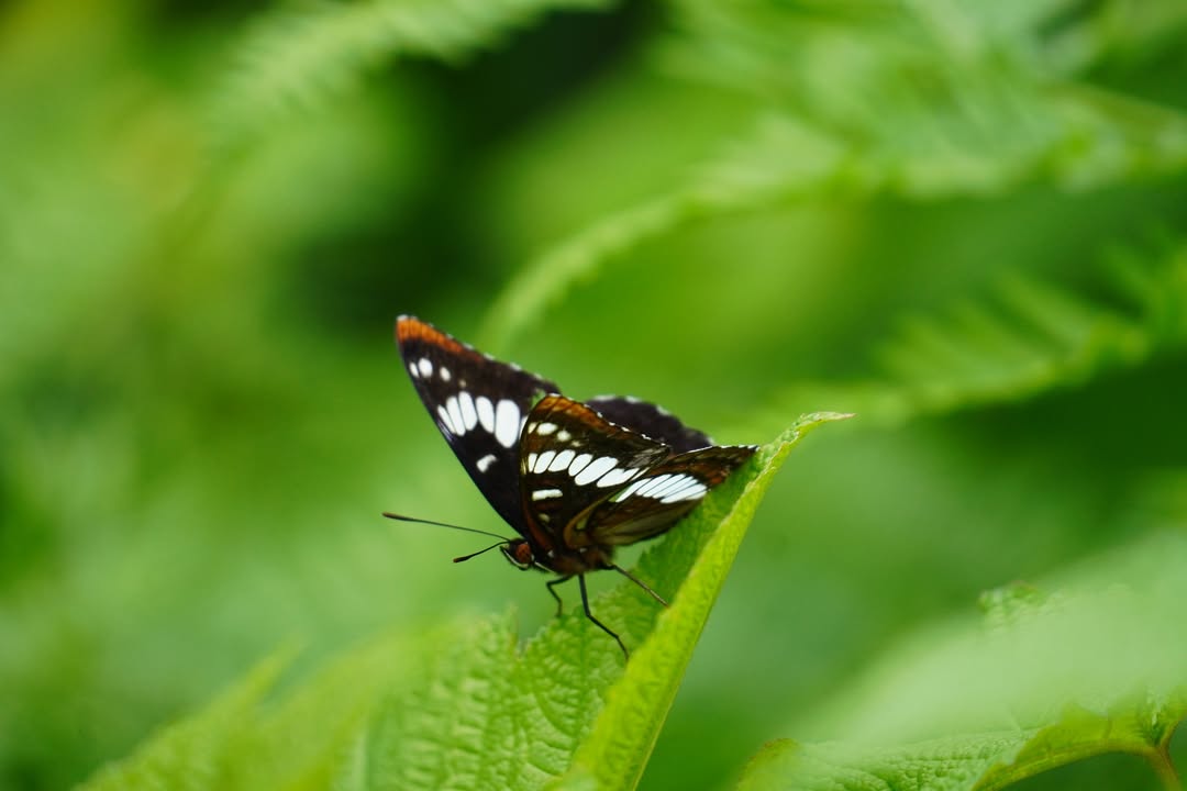 Lorquin’s Admiral butterfly