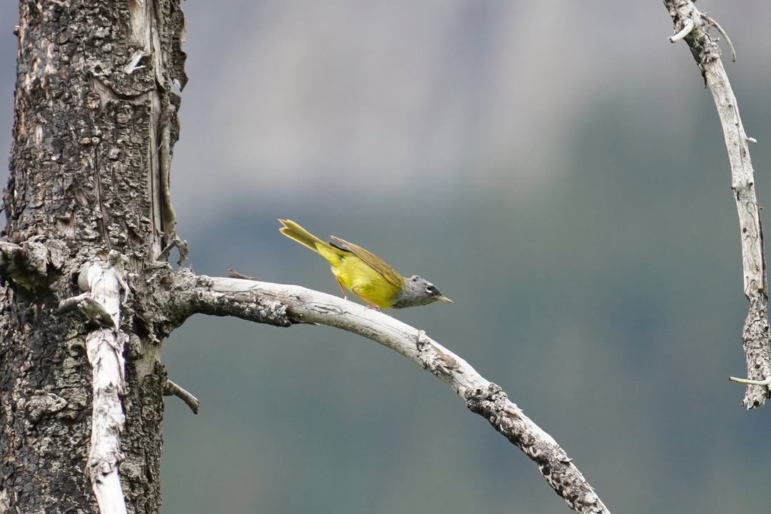 MacGillivray’s Warbler