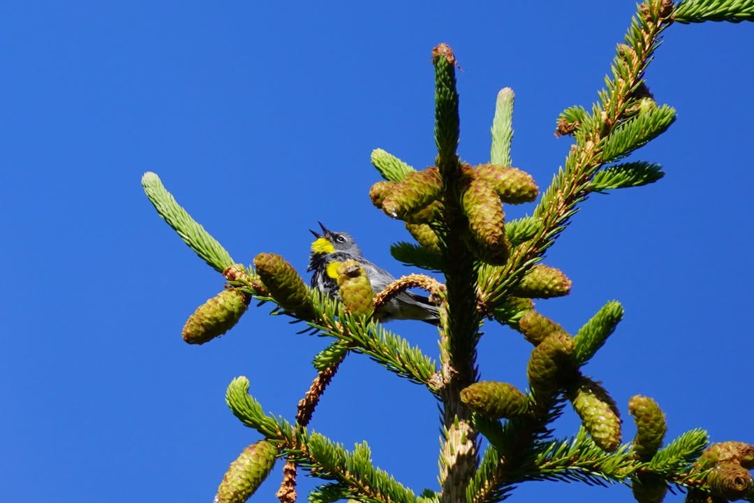 male Yellow-rumped Warbler