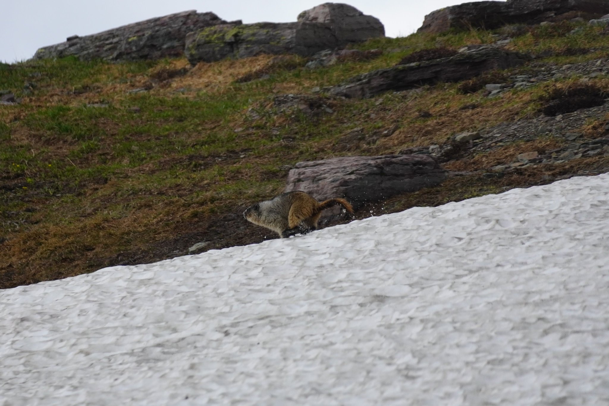 Marmot on Hidden Lake Trail