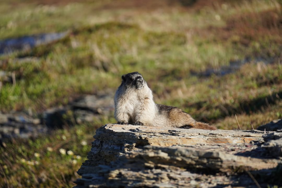 Marmot on Hidden Lake Trail