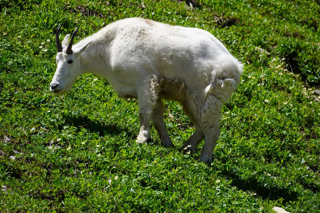 Mountain Goat at Oberlin Bend