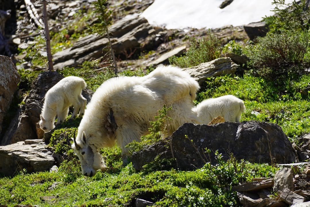 Mountain Goat at Oberlin Bend