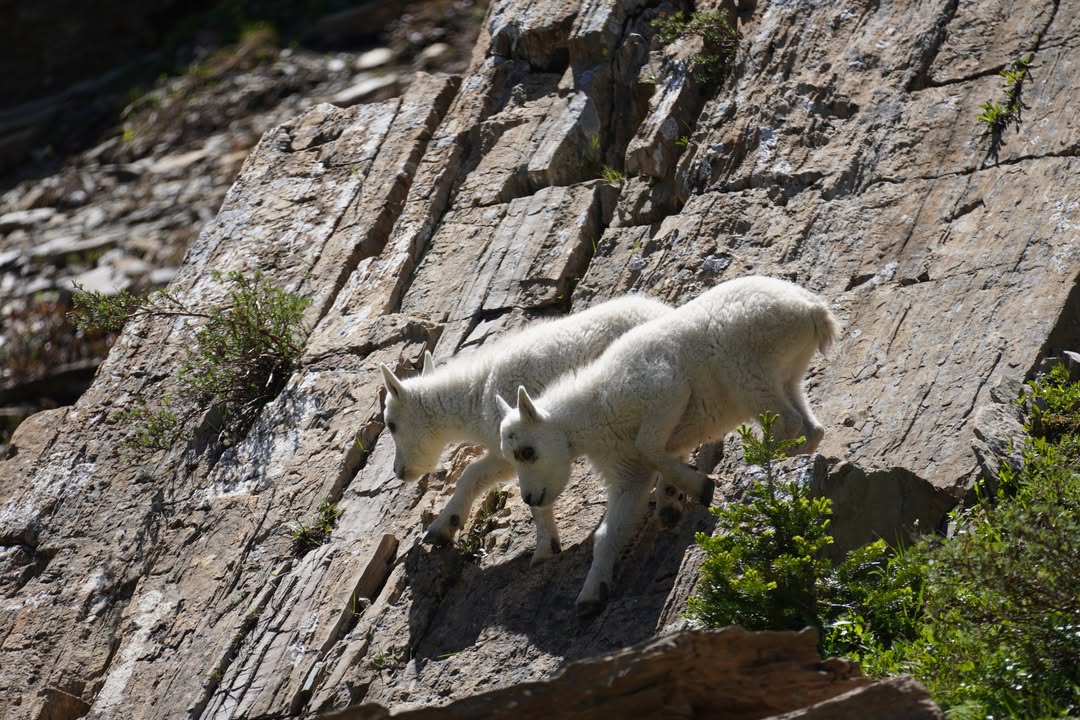 Mountain Goat at Oberlin Bend