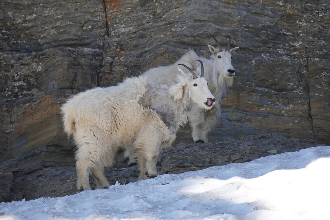 Mountain Goat at Oberlin Bend