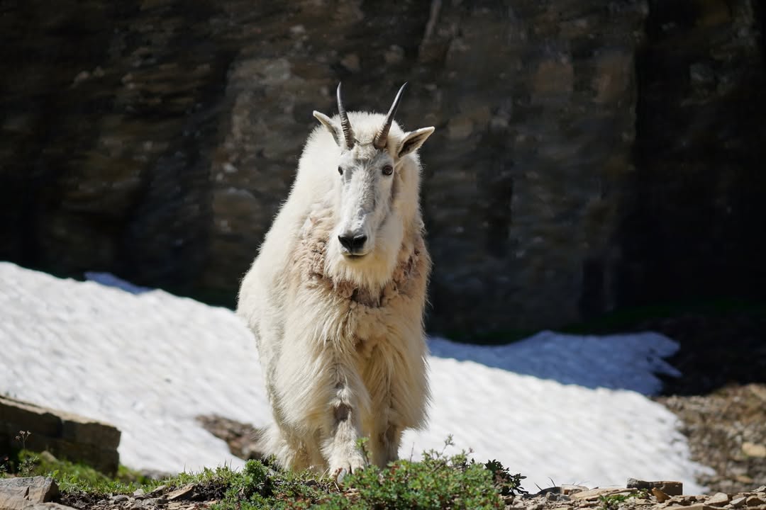 Mountain Goat at Oberlin Bend