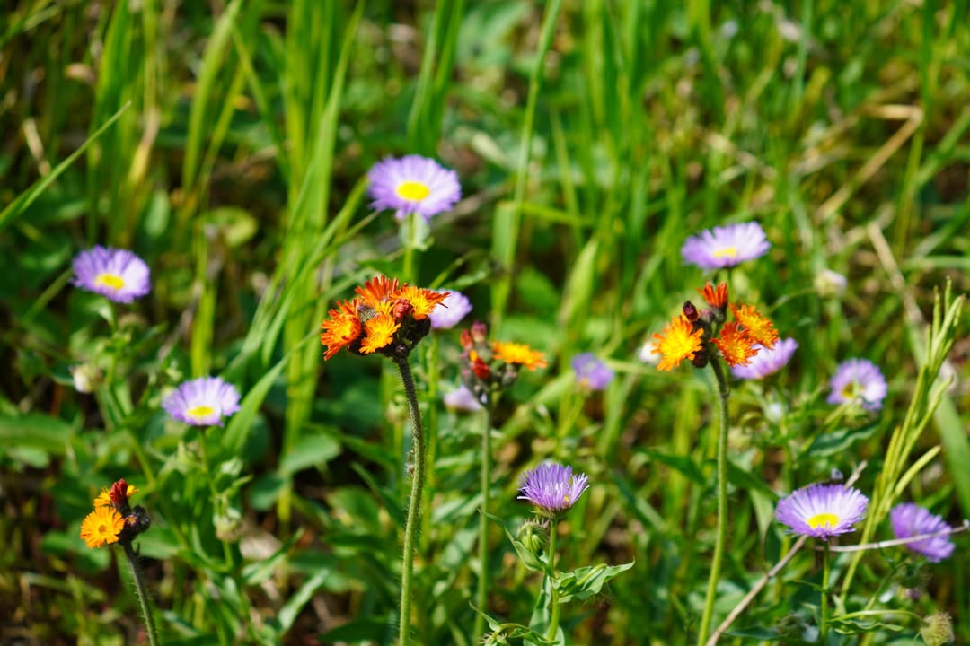 Orange Hawkweed and Feabane Daisy at Two Medicine
