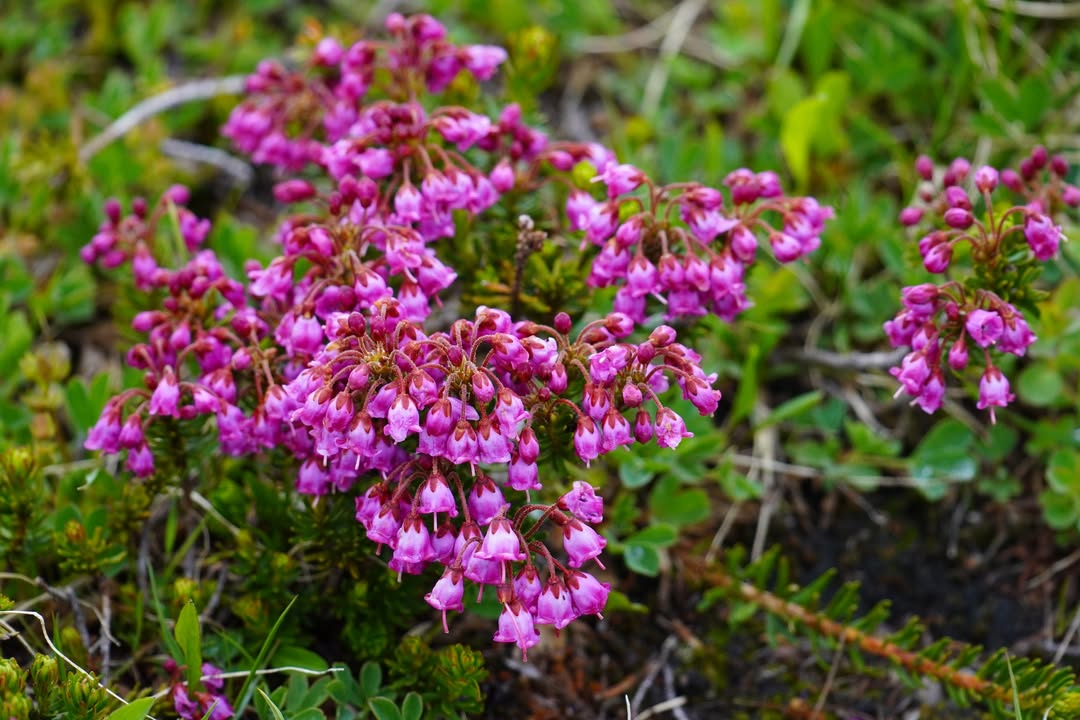 Pink Mountain Heather on Hidden Lake Trail