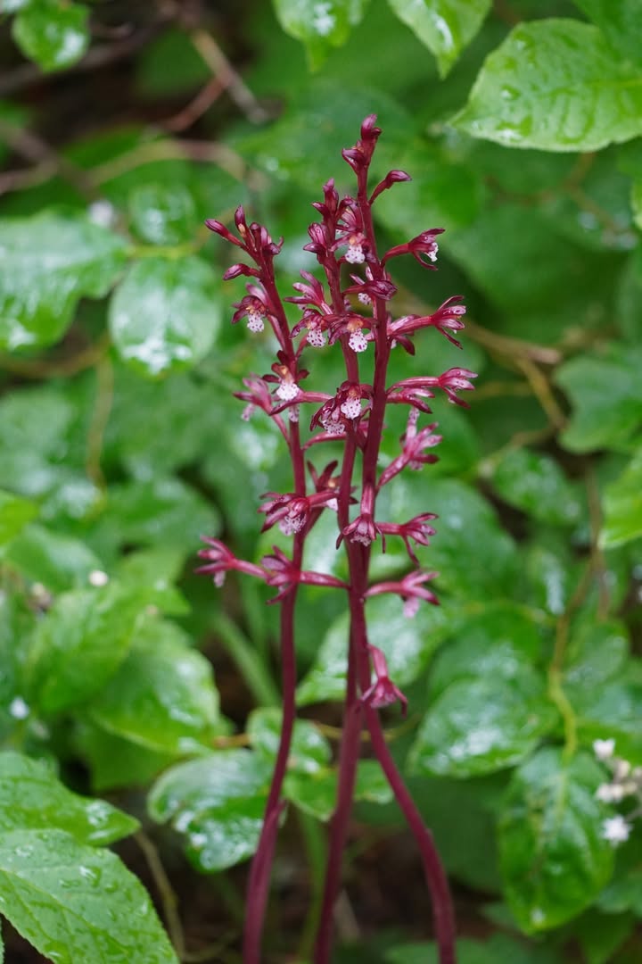Spotted Coralroot orchid