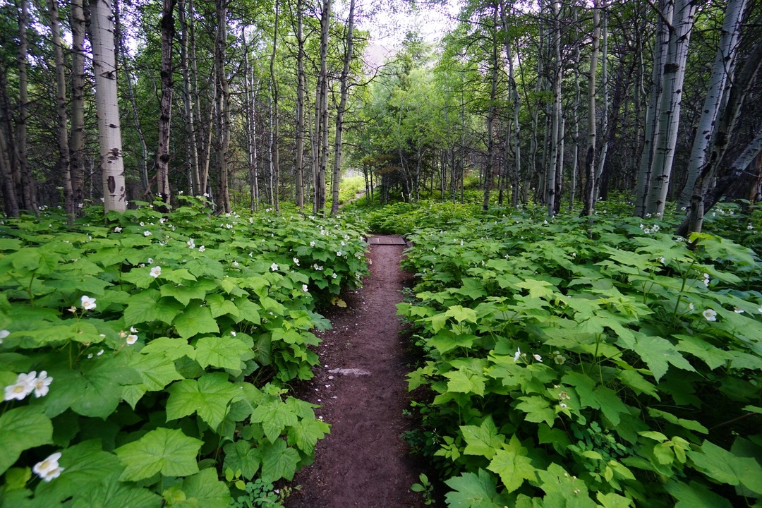 Thimbleberry along the trail