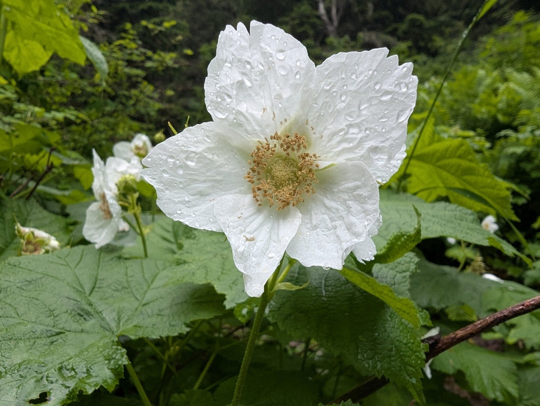 Thimbleberry Flower