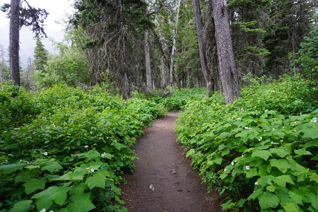 Thimbleberry lining the trail