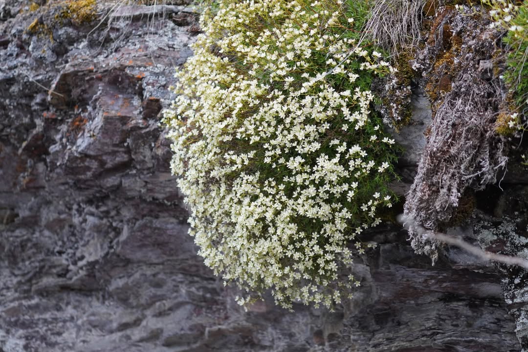 Western Moss Saxifrage