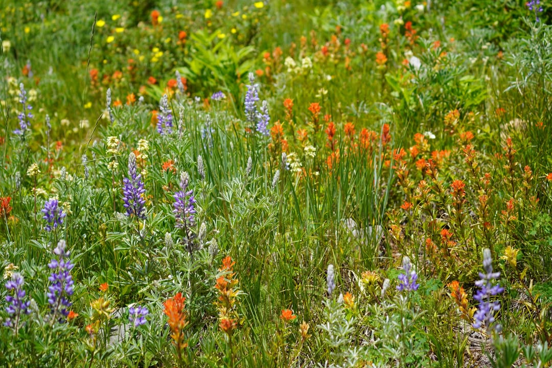 Wildflowers