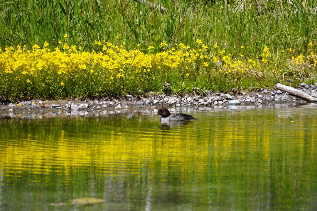 Grand Teton National Park, WY
