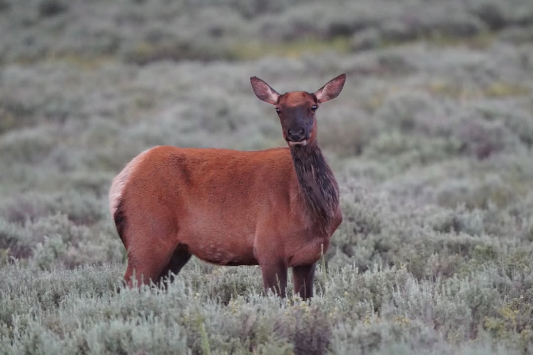 Grand Teton National Park, WY