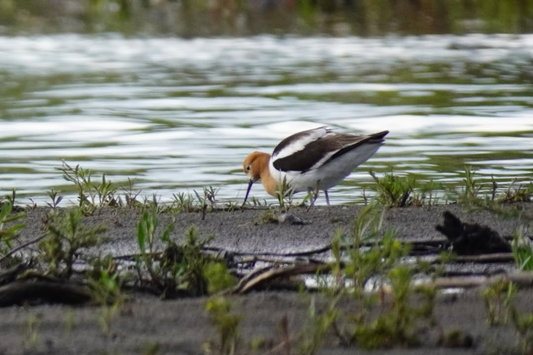 American Avocet on Snake River
