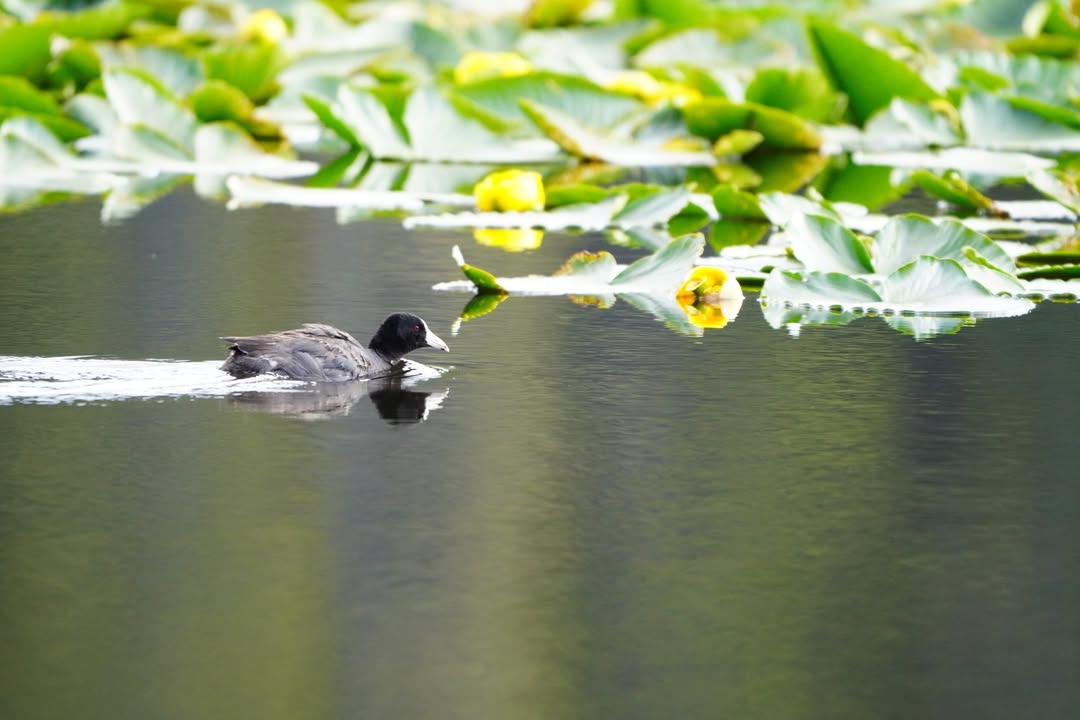 American coot in Swan Lake