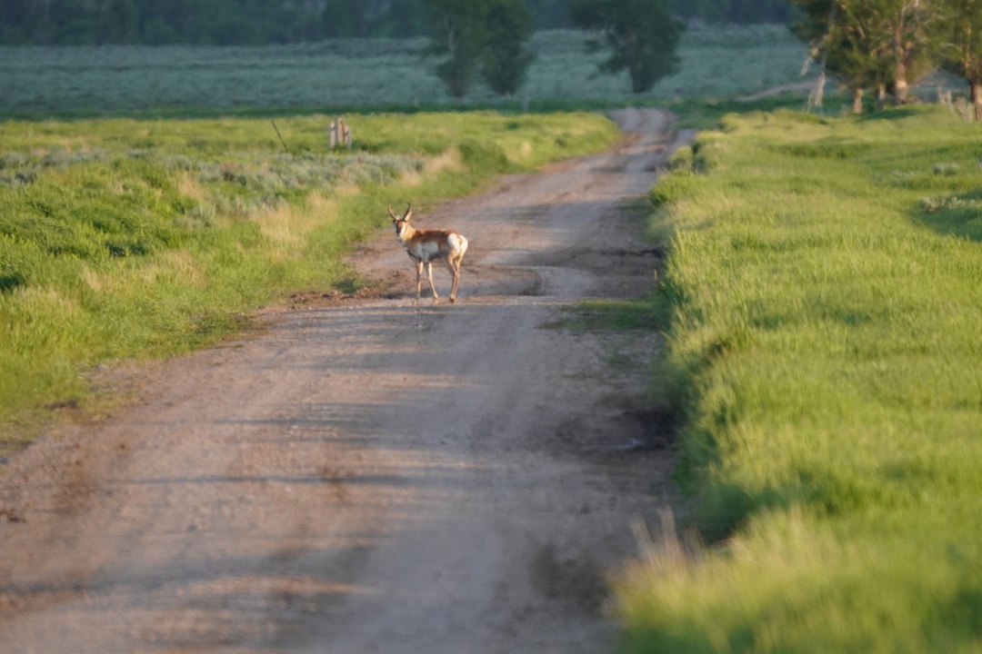Antelope from afar near Morman Row