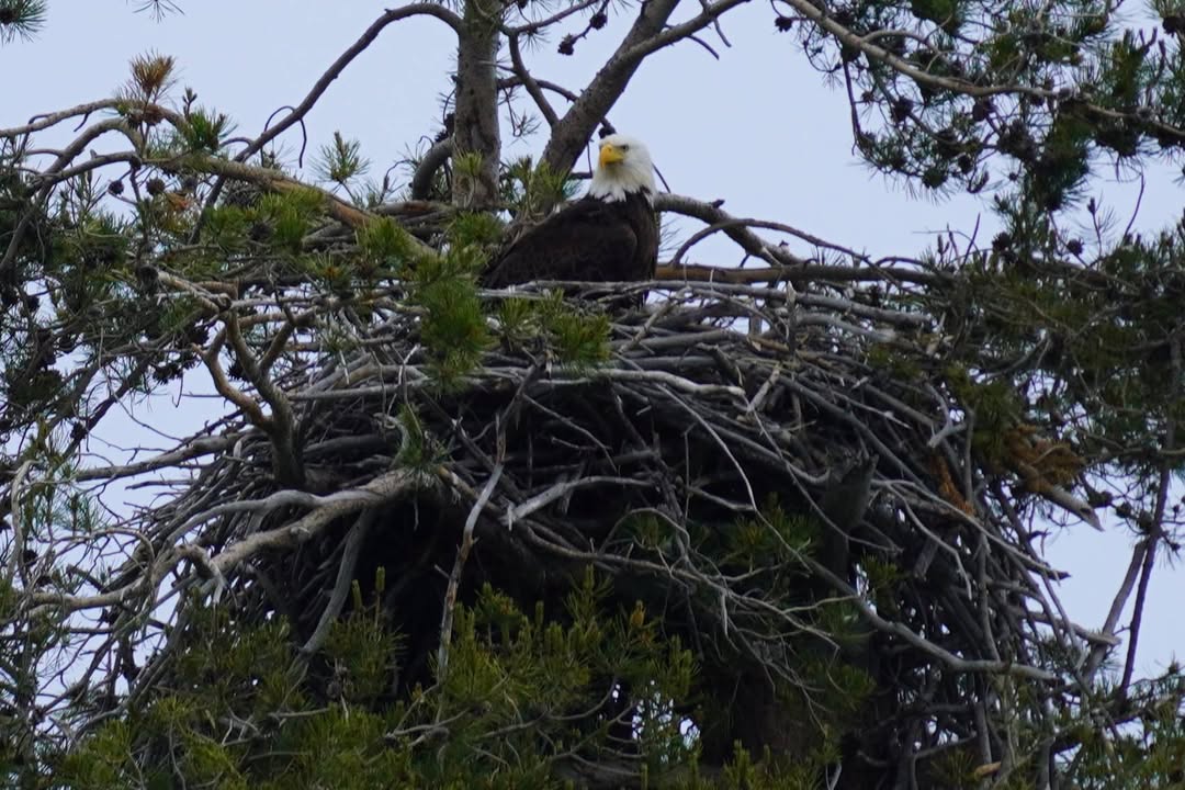 Bald eagle on shoreline seen on Jackson Lake boat tour