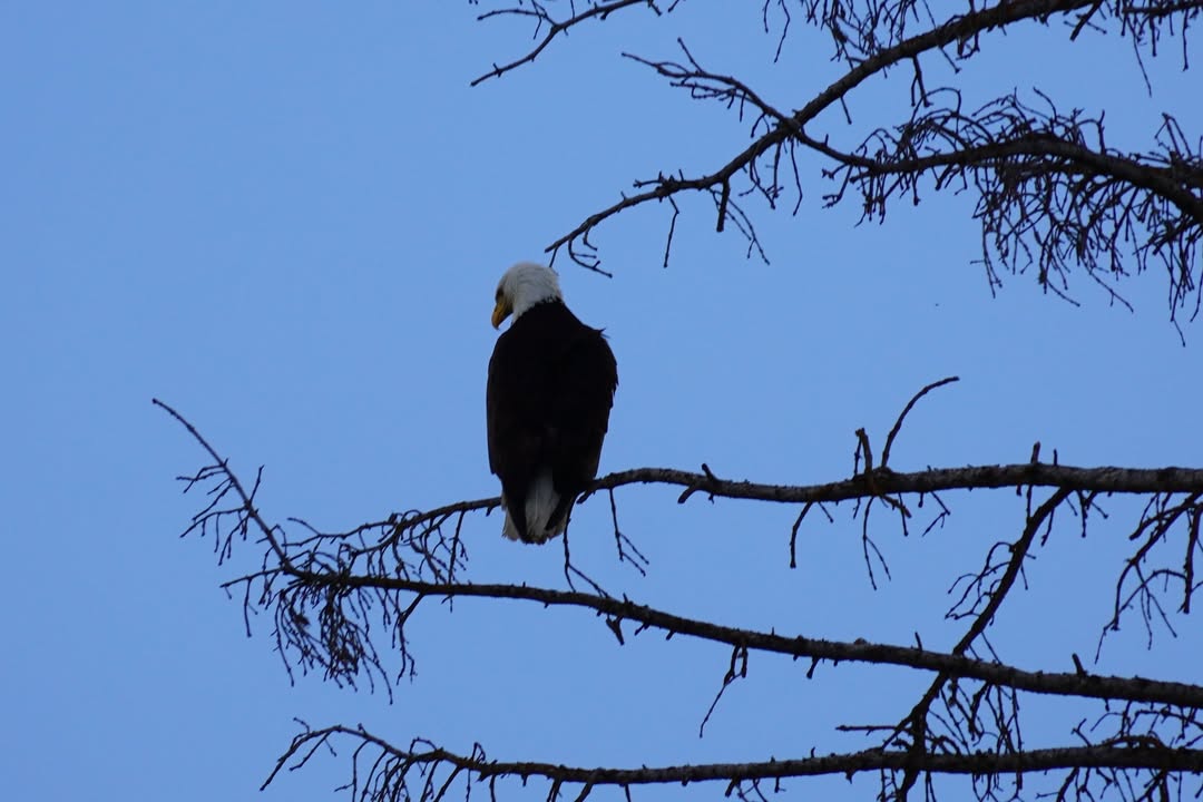 Bald Eagle Perched alon Snake River