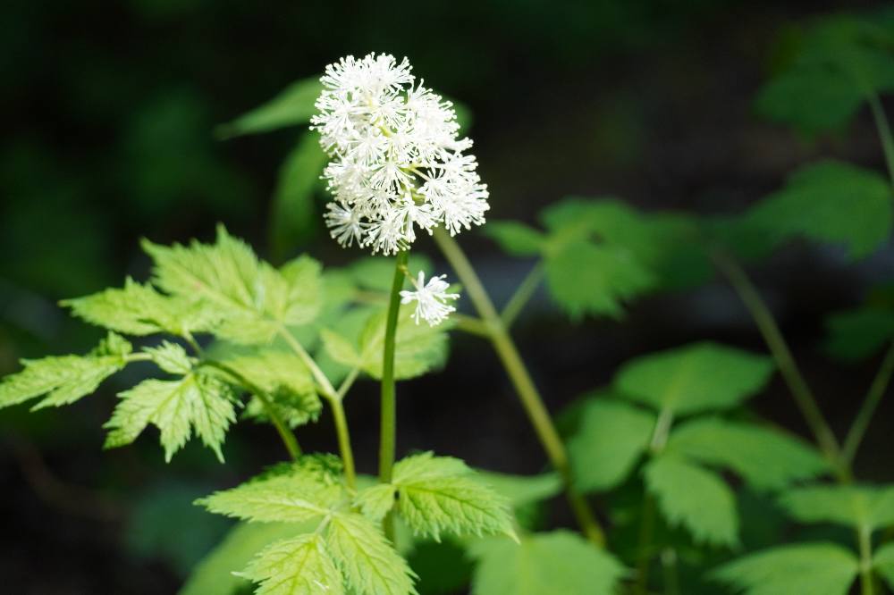 Baneberry on Jenny Lake