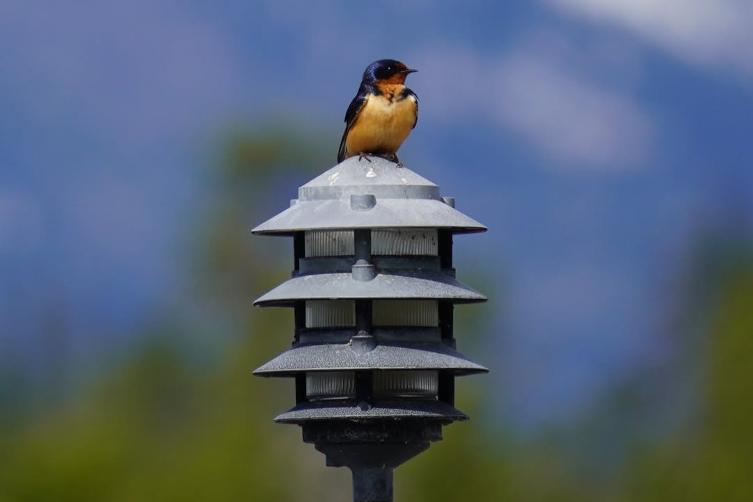 Barn Swallow at boat dock