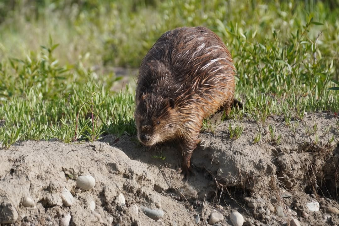 Beaver along Snake River