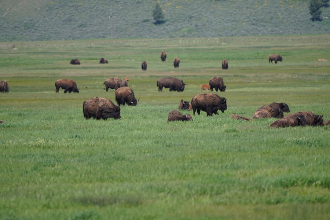 Bison off of Hwy 191