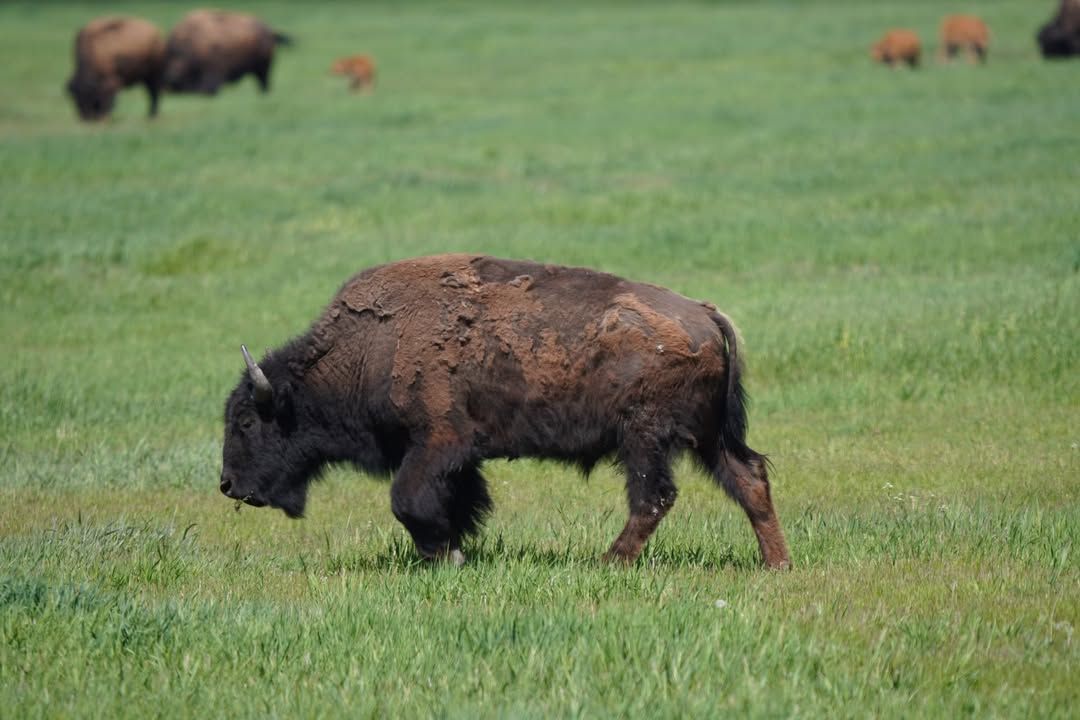 Bison off of Hwy 191