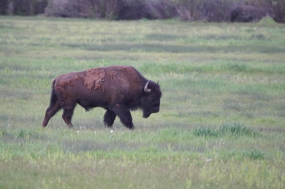 Bison on Highway 191