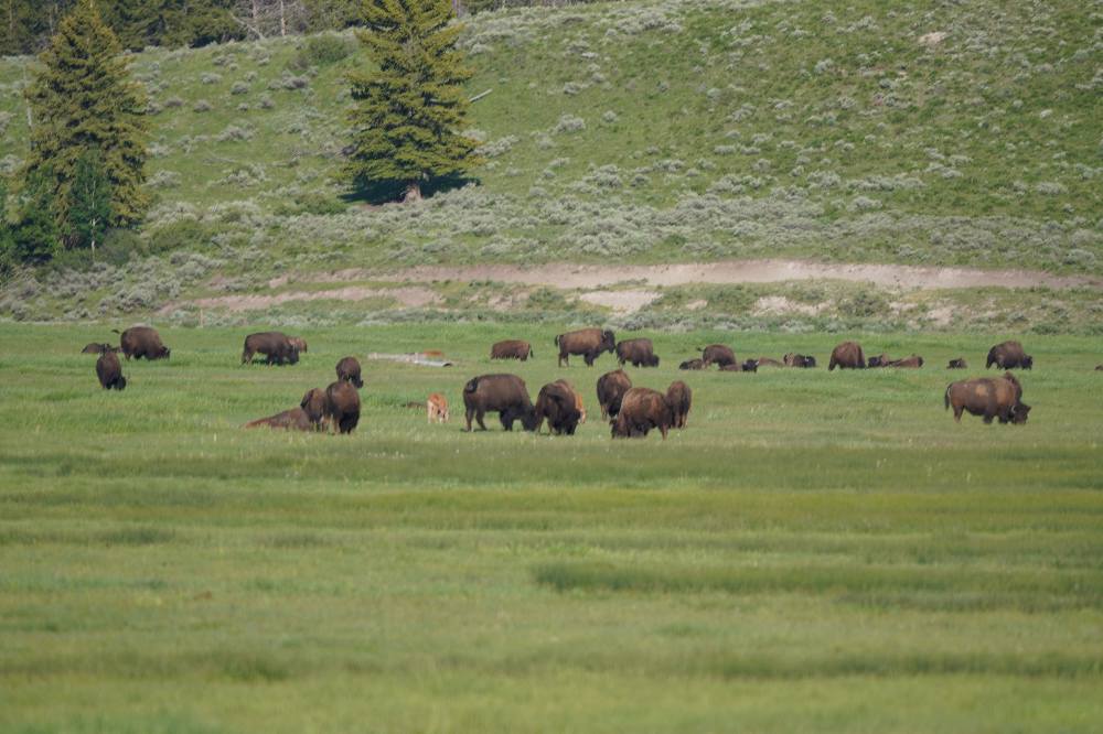 Bison on Highway 191 after hike