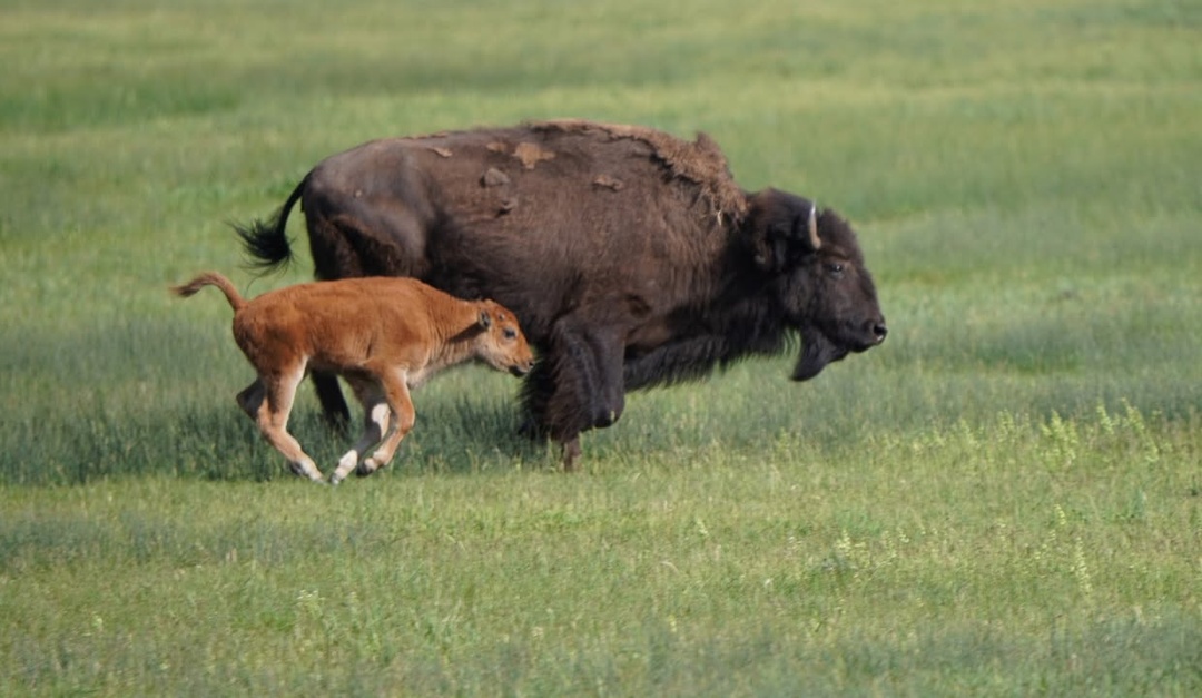 Bison on Hwy 191