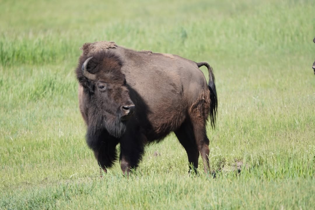 Bison on Hwy 191