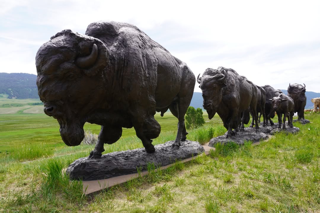 Bronze Bison Statues at  National Museum of Wildlife Art