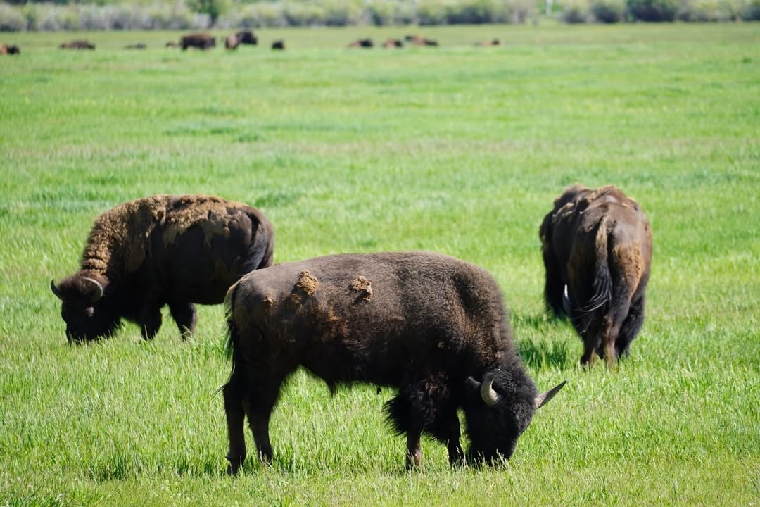 Buffalo along Hwy 191