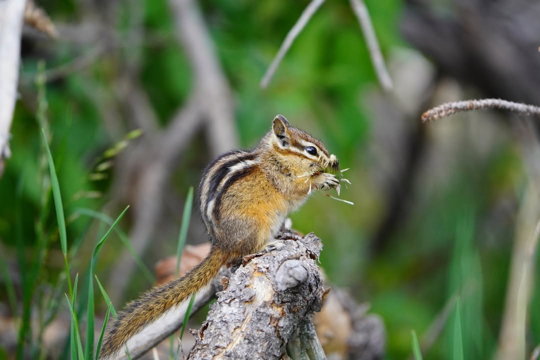 Chipmunk munching on dandelion on Swan Lake trail