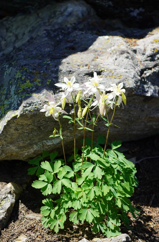 Colorado Columbine on Jenny Lake