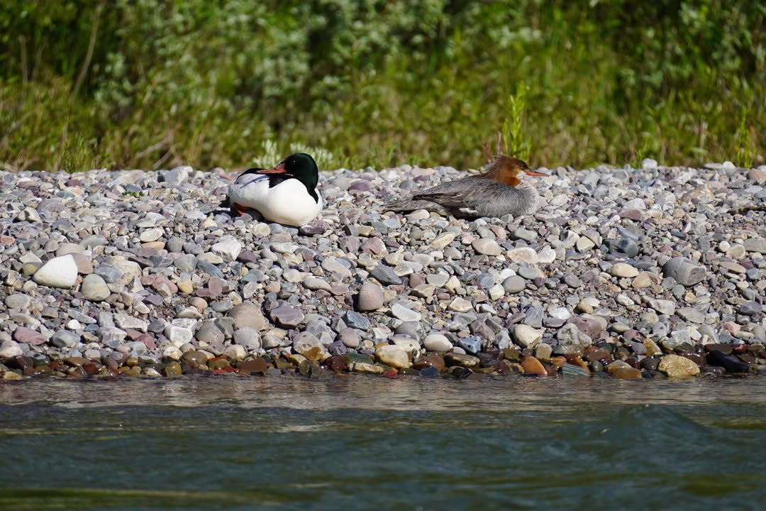 Common Mergansers on Snake River