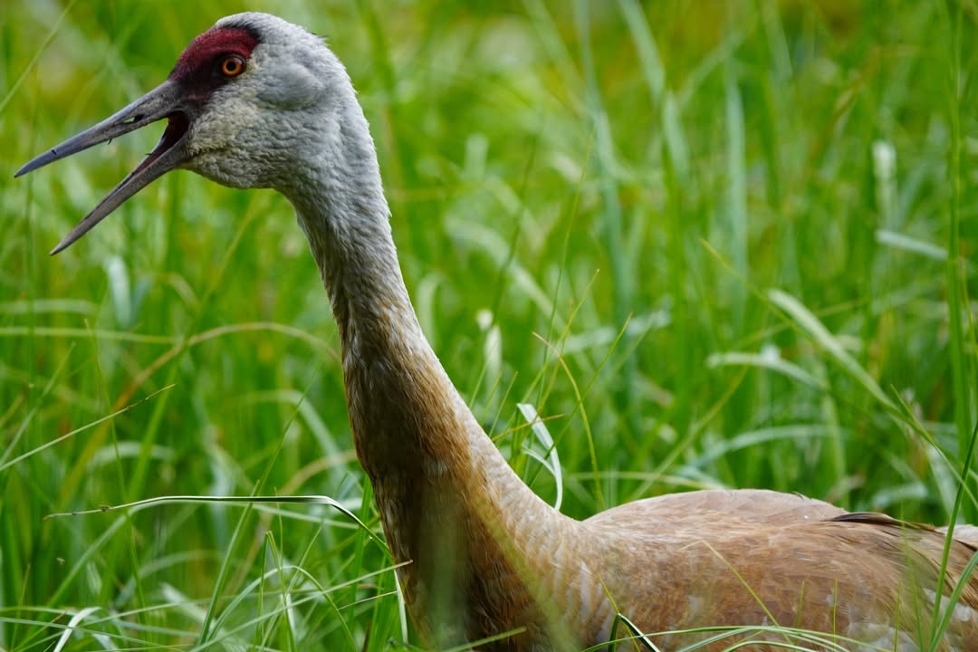 Cranky squawking sandhill crane parent at Swan Lake.