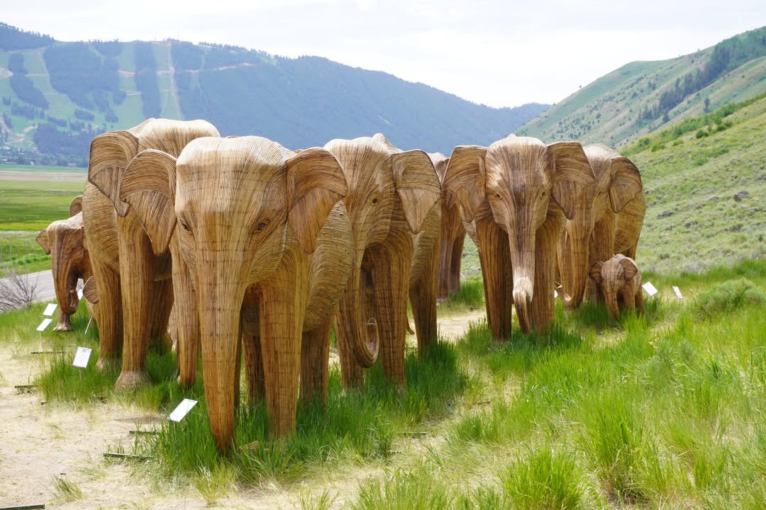 Elephant Exhibit at National Museum of Wildlife Art