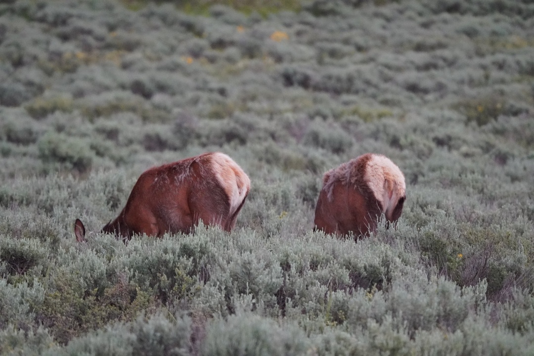 Elk along Hwy 191