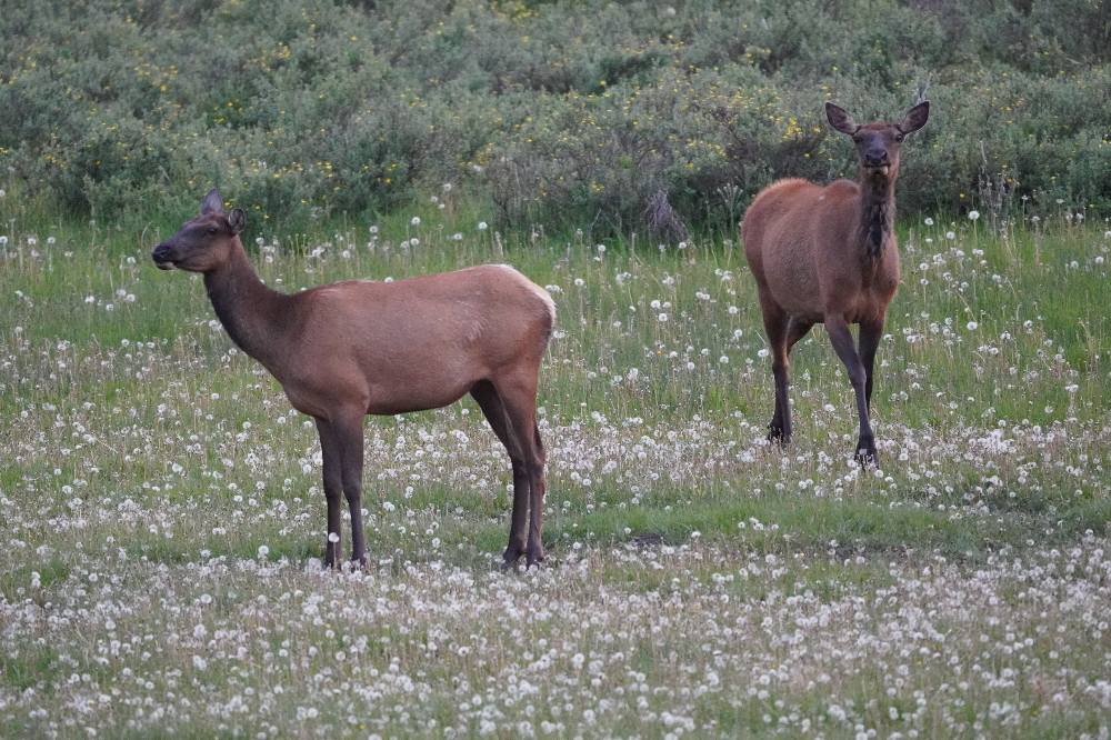 Elk on Highway 191