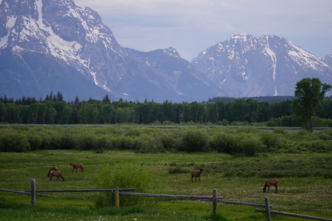 Elk on Highway 191