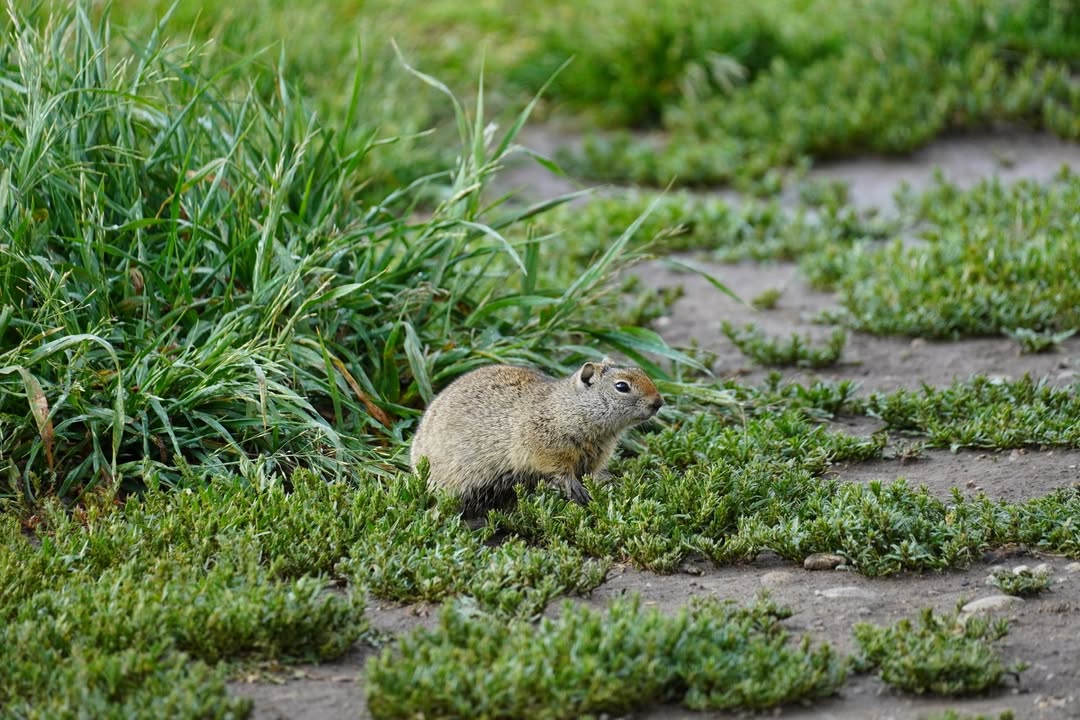 Ground squirrel at Morman Row