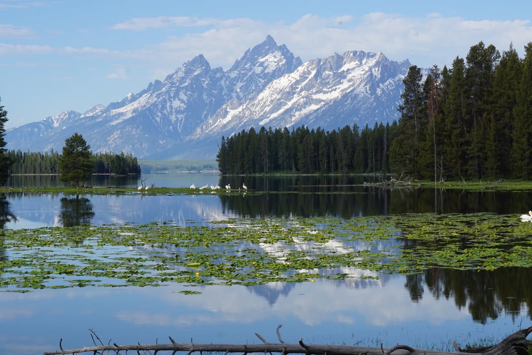 Heron Lake with Pelicans and Mountains in the background